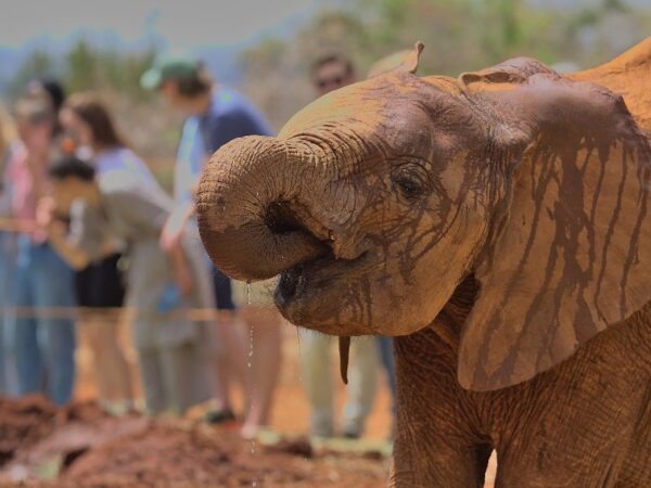 Elephant Orphanage & Giraffe Centre Conservation Safari