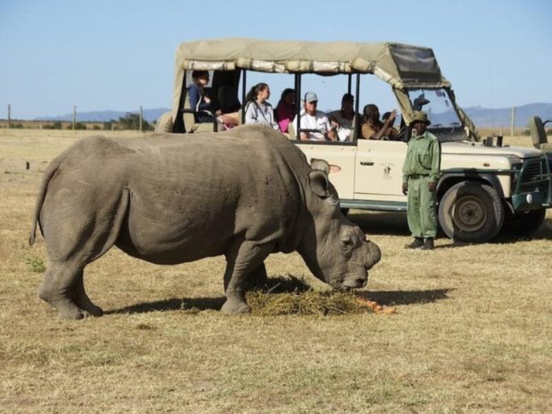 Ol Pejeta Conservancy Day Trip Safari (Rhino & Chimpanzee Sanctuary)
