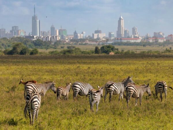 Nairobi National Park & Animal Orphanage