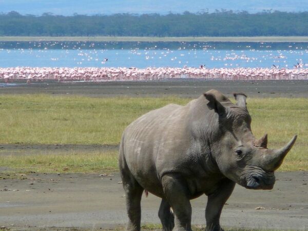 Lake Nakuru National Park Day Trip Safari (Flamingos & Rhinos)