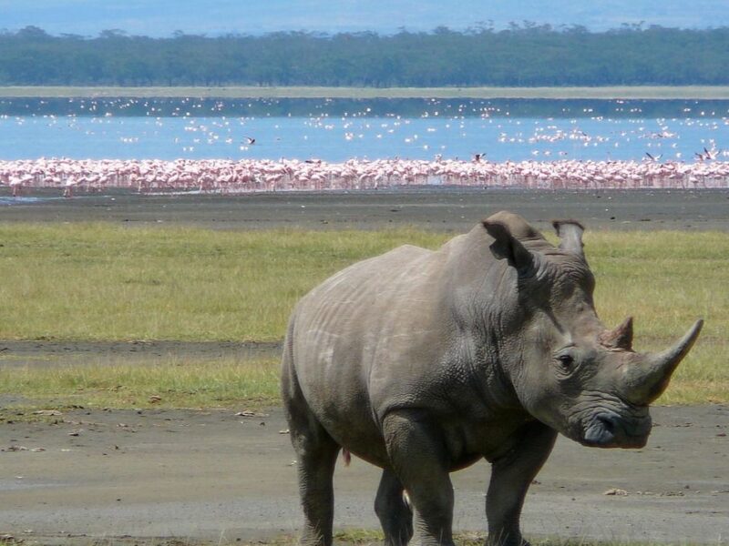 Lake Nakuru National Park Day Trip Safari (Flamingos & Rhinos)
