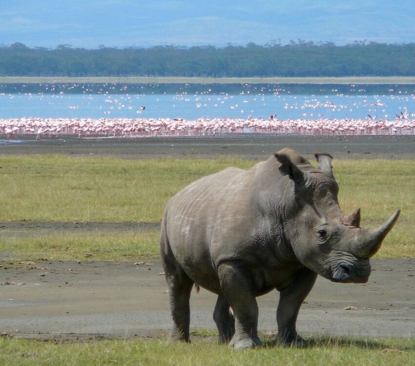 Lake Nakuru National Park Day Trip Safari (Flamingos & Rhinos)