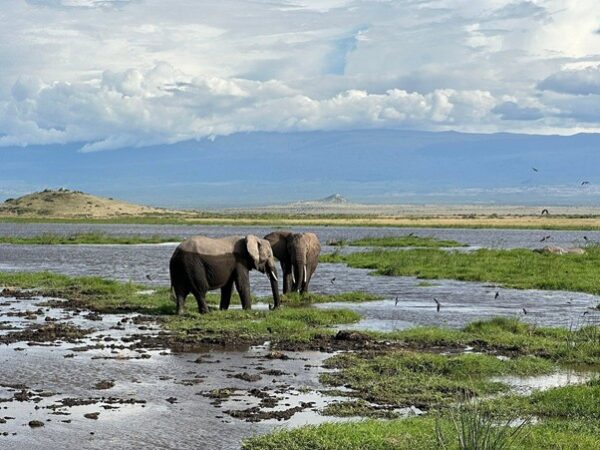 7 Days and 6 Nights Budget safari