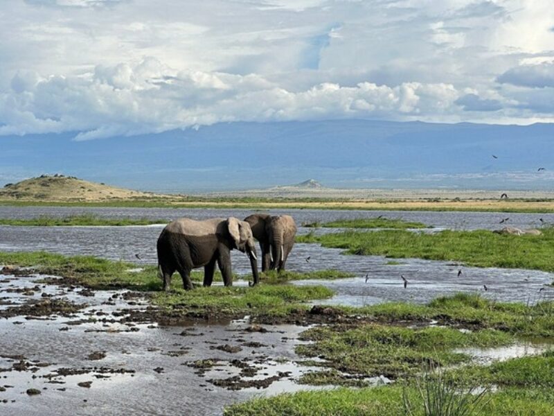 7 Days and 6 Nights Budget safari