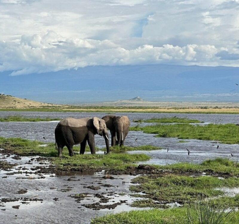 7 Days and 6 Nights Budget safari