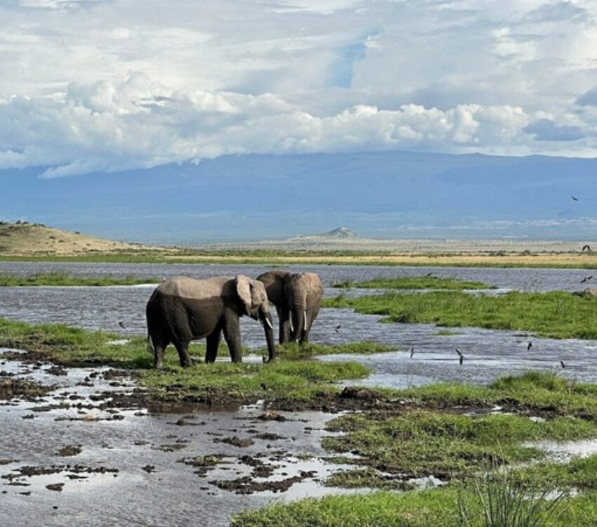7 Days and 6 Nights Budget safari