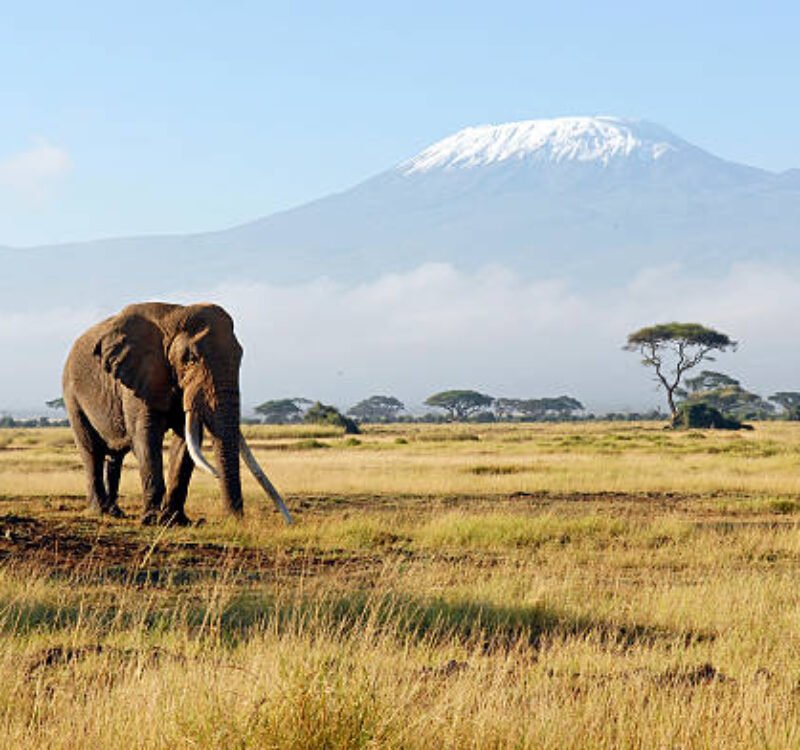 10 Days Classic Kenya Wildebeest Migration Safari 2026/2027