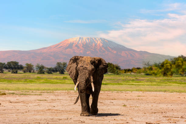 Giant Elephant grazing at Amboseli with Kilimanjaro