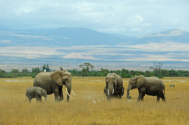 Kenya, Amboseli National Park, elephants in family in front of clouded Kilimanjaro