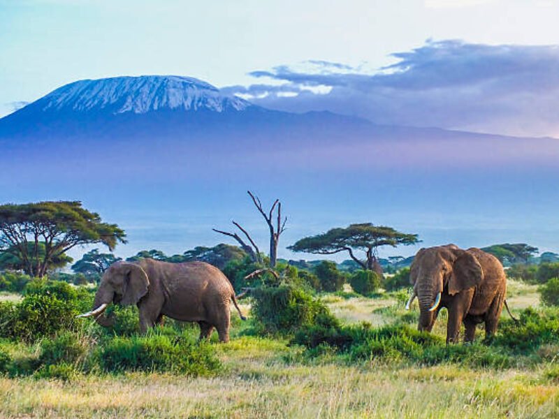 8 Days Premium Kenya Safari