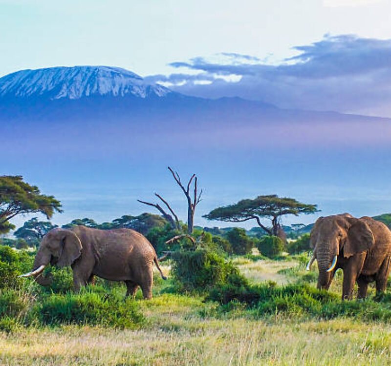 8 Days Premium Kenya Safari