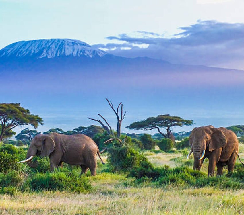 8 Days Premium Kenya Safari