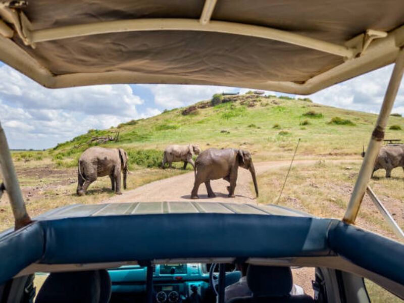6 Days Budget African Safari Kenya, Amboseli, Lake Nakuru and Masai Mara