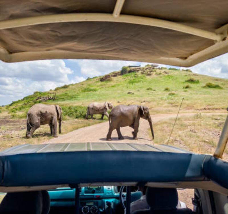 6 Days Budget African Safari Kenya, Amboseli, Lake Nakuru and Masai Mara