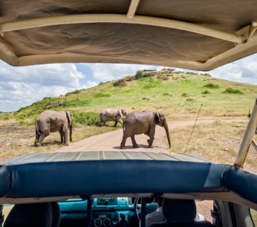 6 Days Budget African Safari Kenya, Amboseli, Lake Nakuru and Masai Mara