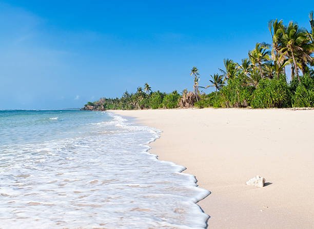 Coral and palm trees on the idyllic beach at Msambweni, near Diani on the Kenyan Coast, West Africa.