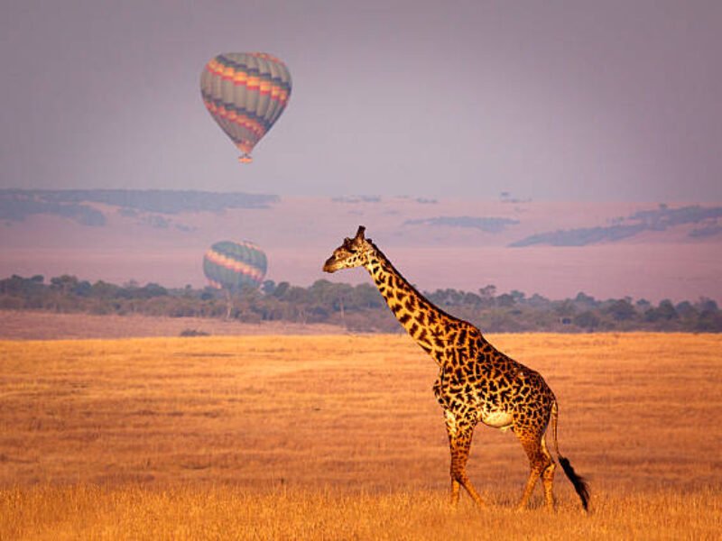 7 Days Magical Kenya Wildebeest Migration Safari 2026/2027
