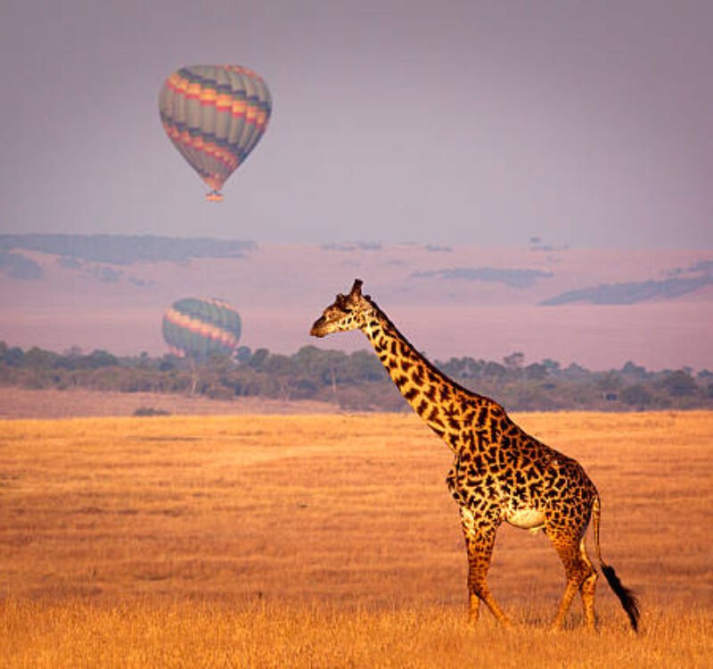 7 Days Magical Kenya Wildebeest Migration Safari 2026/2027