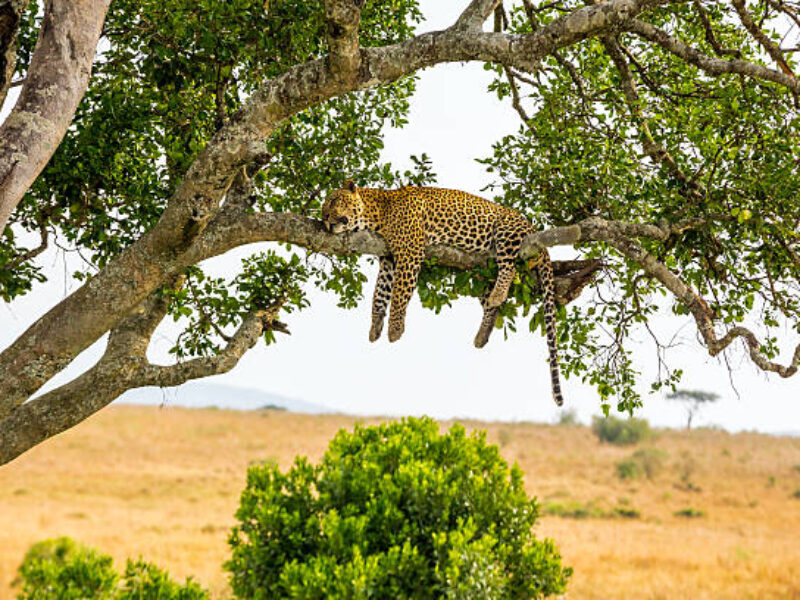 3-day Maasai Mara budget Safari