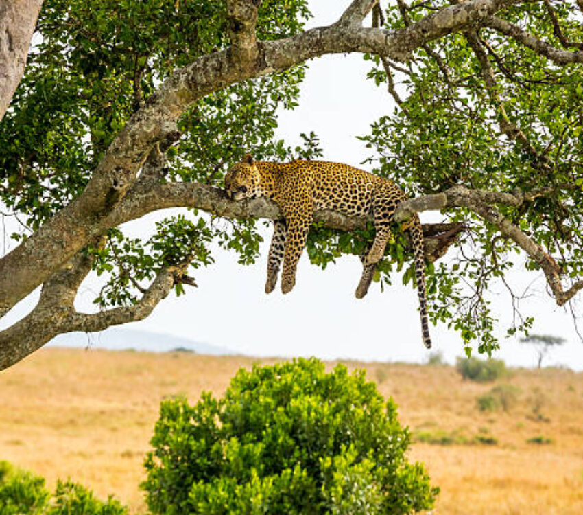 3-day Maasai Mara budget Safari