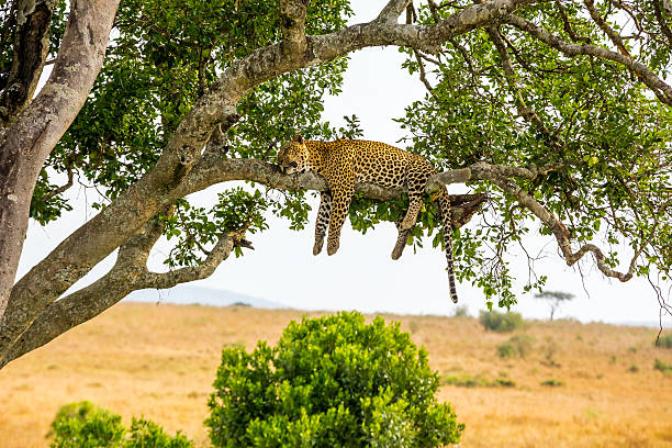 Leopard resting after eating / feeding with full stomach - very relax and free