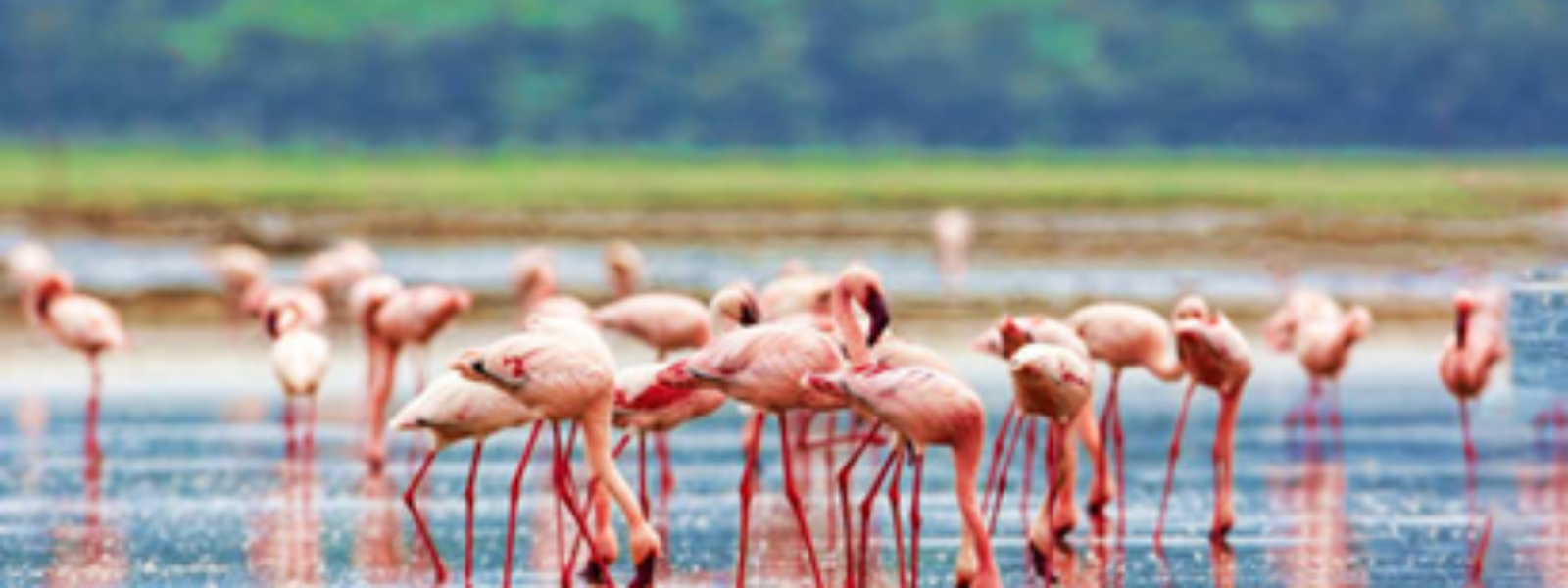 Lake Nakuru National Park Safari