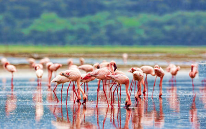 Lake Nakuru National Park Safari
