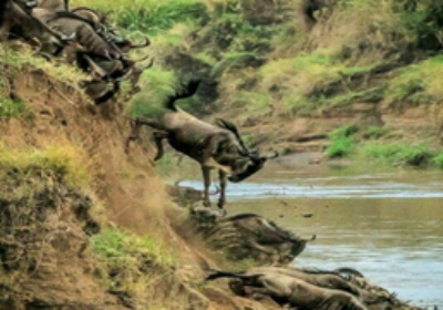 Great Wildebeest Migration in Maasai Mara: All You Need to Know