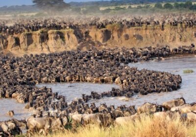 Is the Great Migration Guaranteed in the Maasai Mara?