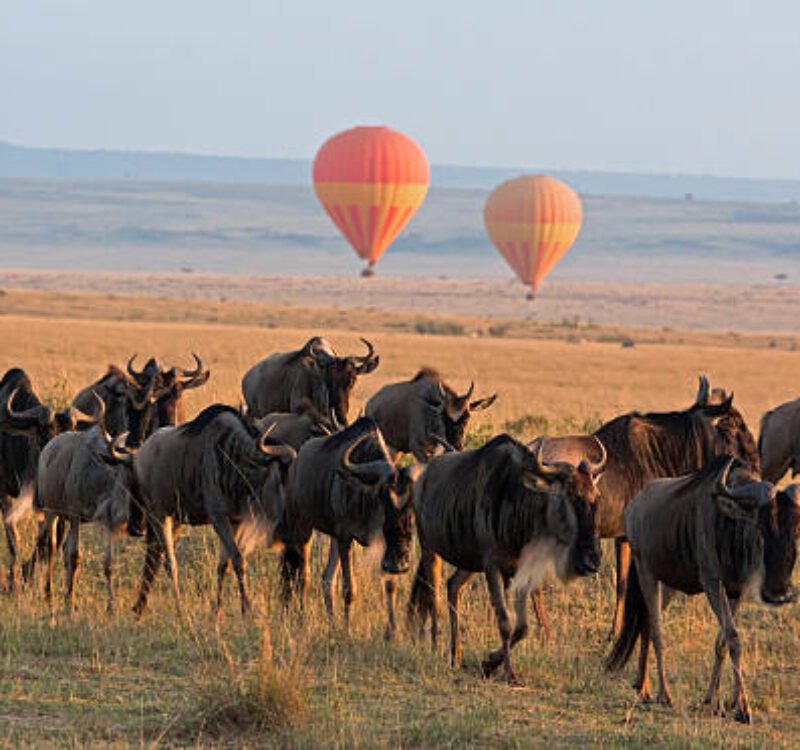 13 Days Bespoke Honeymoon Safari and Beach 2026/2027