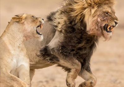 Why Is Mara North Conservancy One of the Best Places for a Maasai Mara Safari?