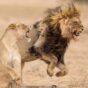 What Makes Naboisho Conservancy the Best Maasai Mara Safari Destination in Kenya?