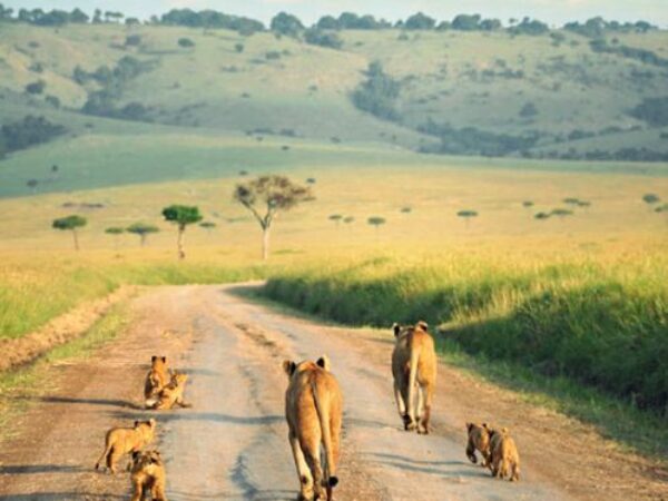 3-Day Lake Naivasha and Maasai Mara Safari | Midrange Kenya Safari