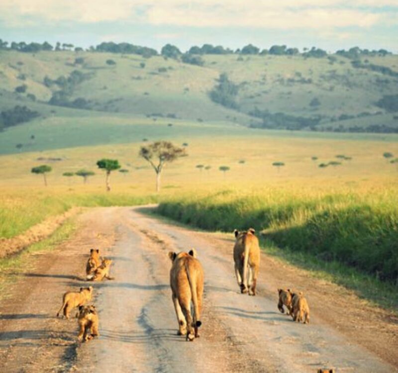 3-Day Lake Naivasha and Maasai Mara Safari | Midrange Kenya Safari