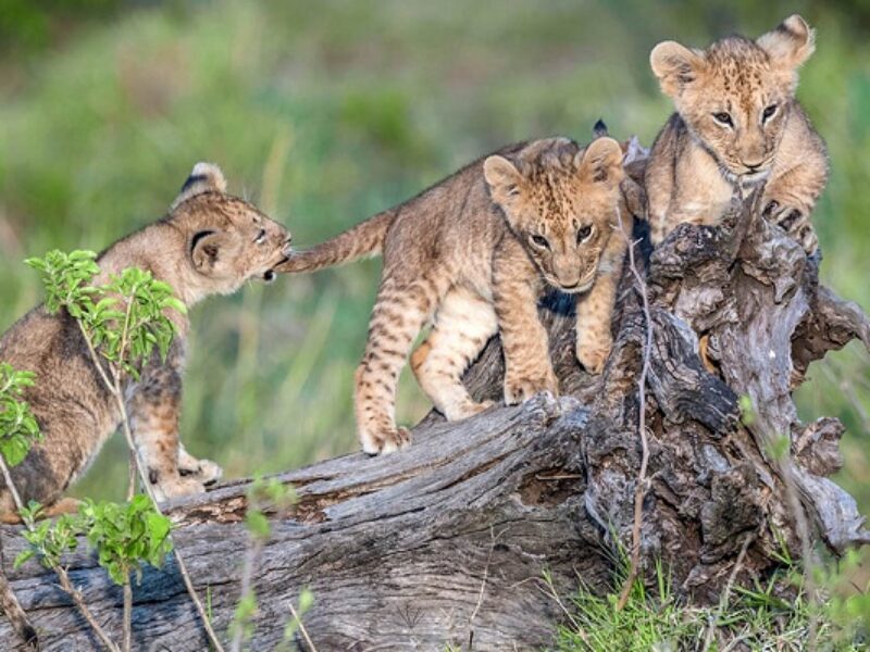 3-Day Lake Naivasha and Maasai Mara Safari