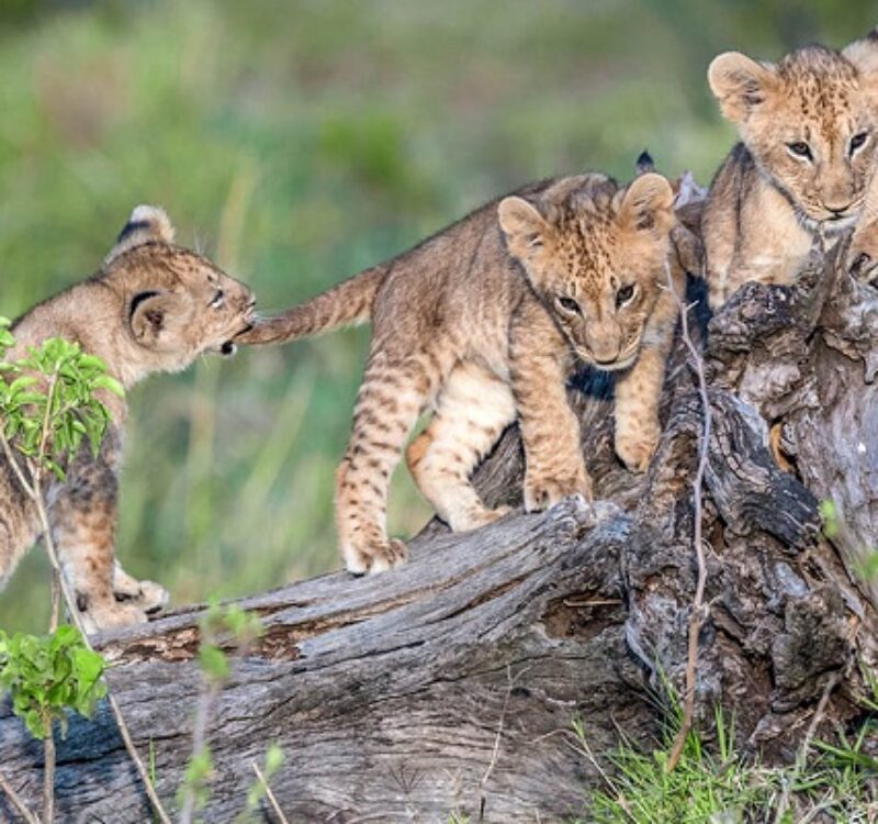 3-Day Lake Naivasha and Maasai Mara Safari