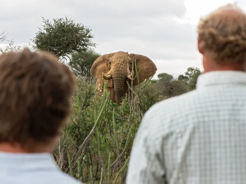 11 Days Kenya Special Five and Big Five Safari 2026/2027