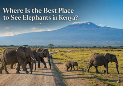 Best Place to See Elephants in Kenya: 6 Top Places