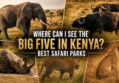Where Can I See the Big Five in Kenya? Best Safari Parks