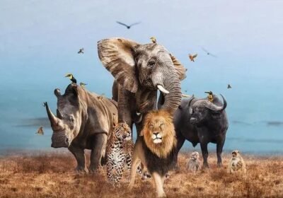 Big Five Animals in Kenya: What They Are & Where to See Them