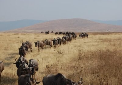Where Is the Best Place to Stay for the Mara River Crossing?