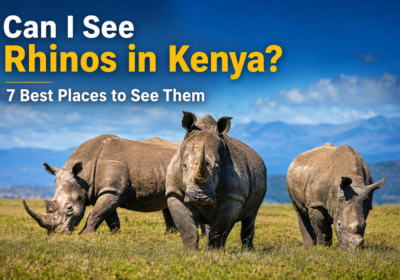 Can I See Rhinos in Kenya? 7 Best Places to See Them