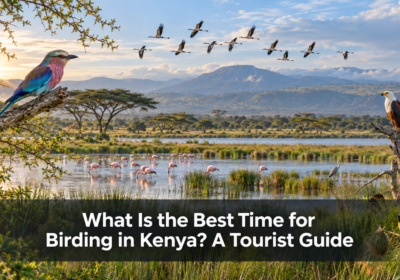 What Is the Best Time for Birding in Kenya?