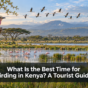 What Is the Best Time for Birding in Kenya?